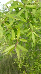 Eugenia uruguayensis