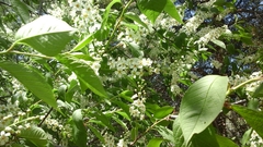 Prunus virginiana virginiana