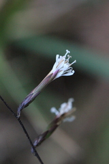 Ainsliaea fragrans