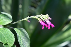 Salvia chiapensis