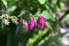 Salvia chiapensis