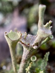 Cladonia grayi