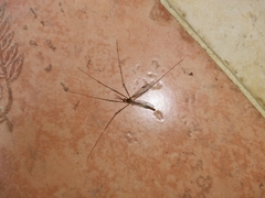 Tipulomorpha