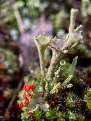 Cladonia grayi