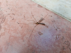Tipulomorpha