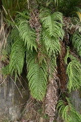 Blechnum triangularifolium