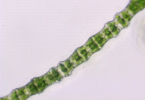 Bambusina borreri