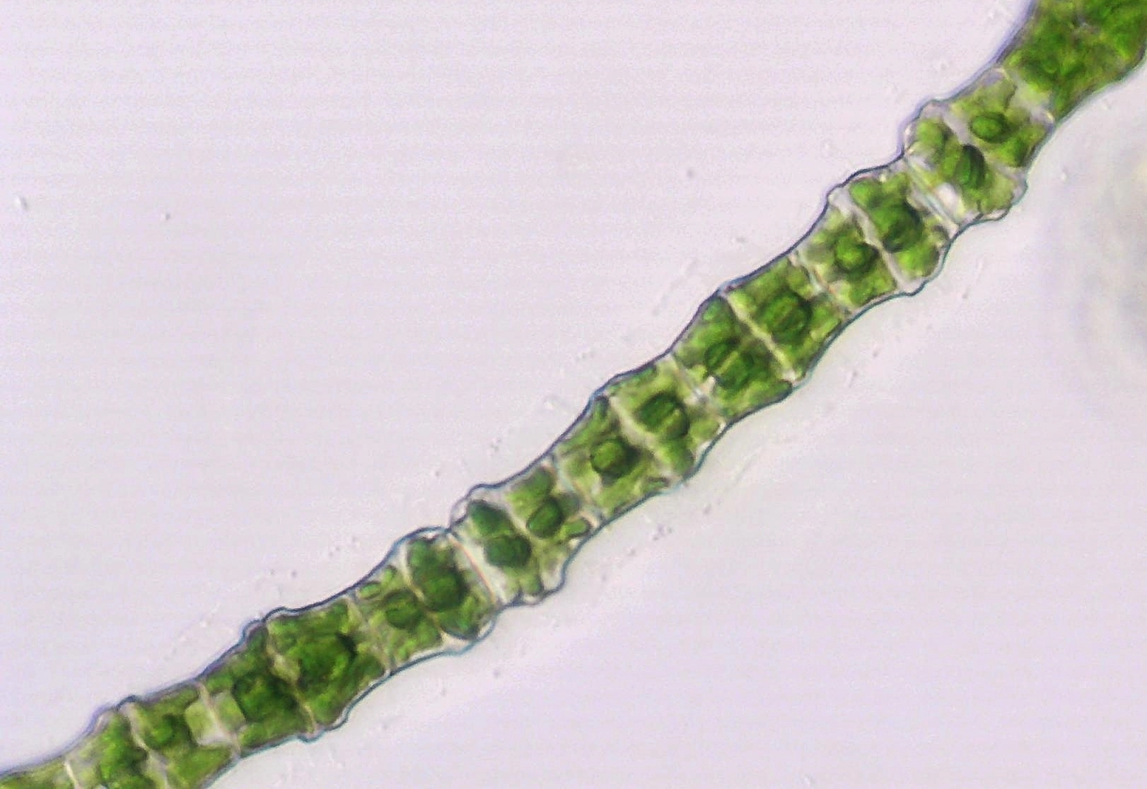 Bambusina borreri