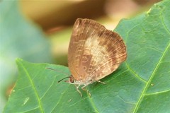 Arhopala perimuta