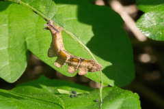 Dichorda illustraria