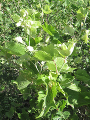 Vitis acerifolia
