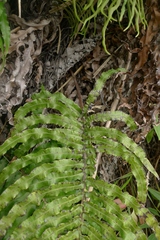 Blechnum triangularifolium