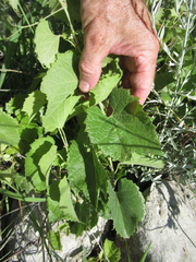 Vitis acerifolia
