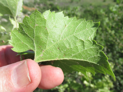 Vitis acerifolia
