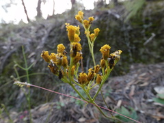 Alloispermum scabrum