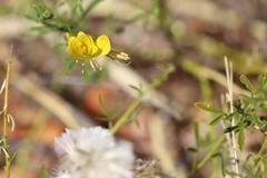 Cleome uncifera