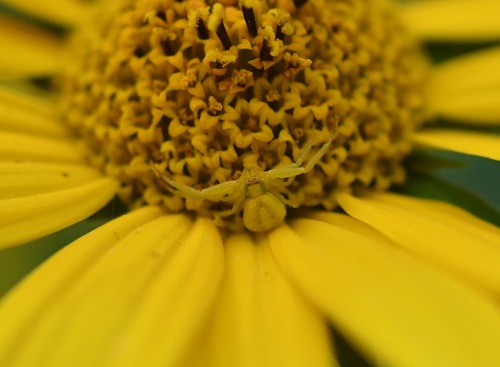 crab spiders