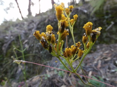Alloispermum scabrum