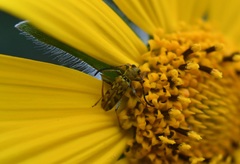 Ochraethes pollinosus