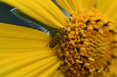 Ochraethes pollinosus