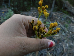 Alloispermum scabrum
