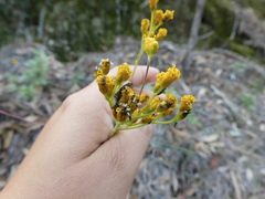 Alloispermum scabrum