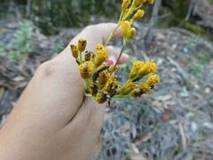Alloispermum scabrum