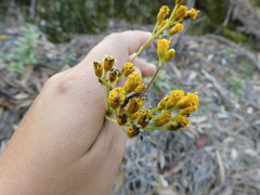 Alloispermum scabrum