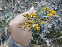Alloispermum scabrum