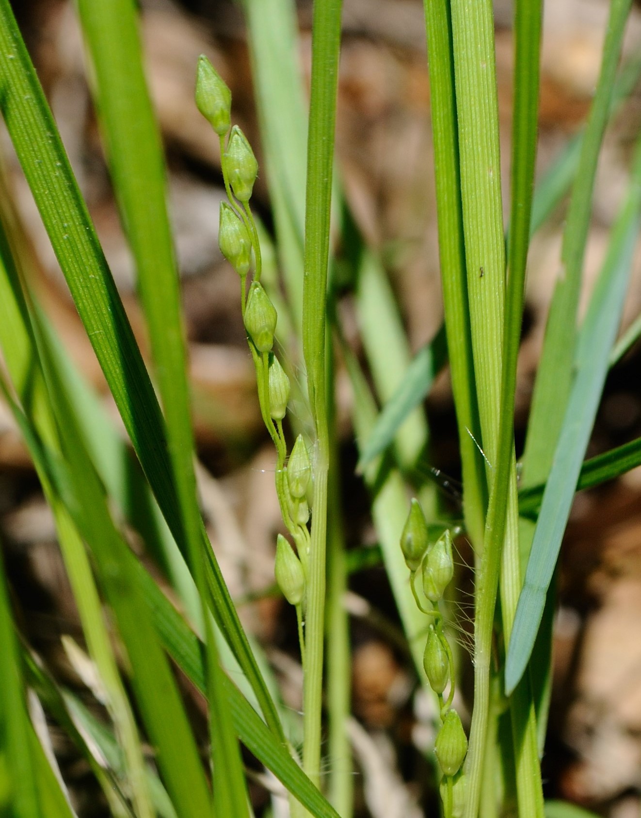 Dichanthelium depauperatum
