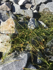 Cyperus metzii