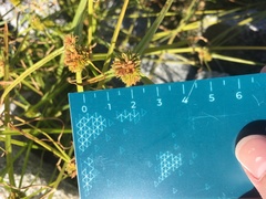 Cyperus metzii