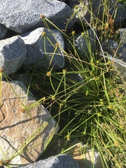 Cyperus metzii