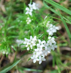 Asperula scoparia
