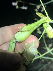 Neolasioptera allioniae