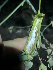 Neolasioptera allioniae