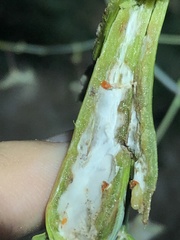 Neolasioptera allioniae