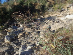 Desmodium cinerascens