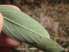 Desmodium cinerascens