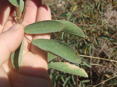 Desmodium cinerascens