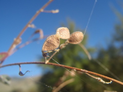 Desmodium cinerascens