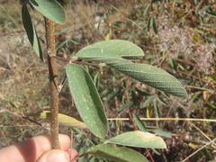 Desmodium cinerascens