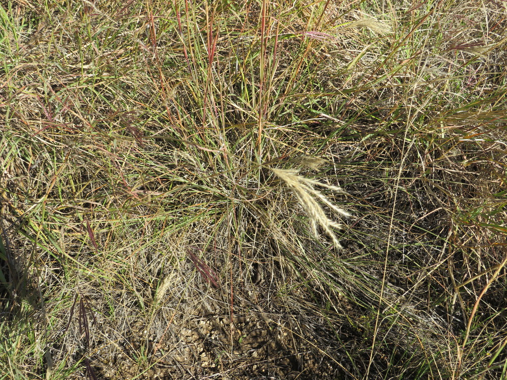 King Ranch bluestem from Callahan County, TX, USA on October 29, 2021