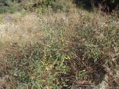 Desmodium cinerascens