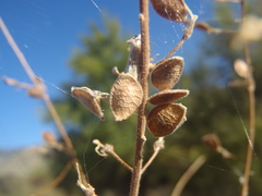 Desmodium cinerascens