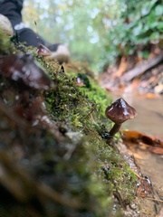 Mycena mulawaestris