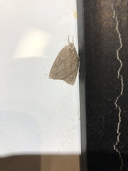 Philedia punctomacularia