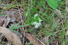 Asperula scoparia