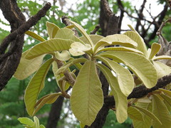 Aspidosperma tomentosum