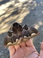 Polythysana rubrescens